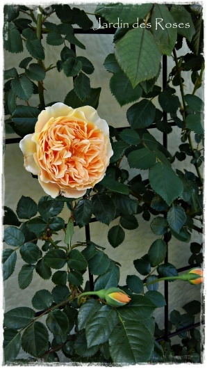 クラウン プリンセス マルガリータ の開花 La Rose 薔薇の庭