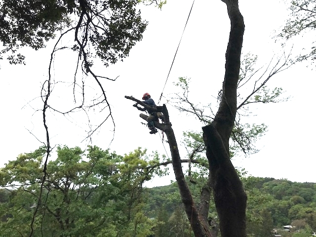 田邊アトリエノア社長の伐採技術に感服4・28龍隠庵裏山整備_c0014967_09510020.jpg