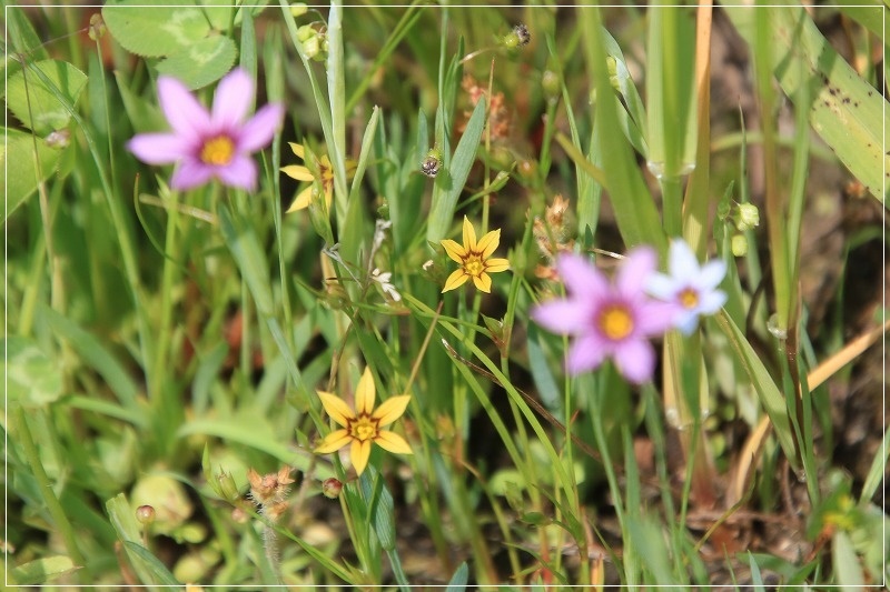 黄花ニワセキショウそして白花アザミ健在 気ままにデジカメ散歩