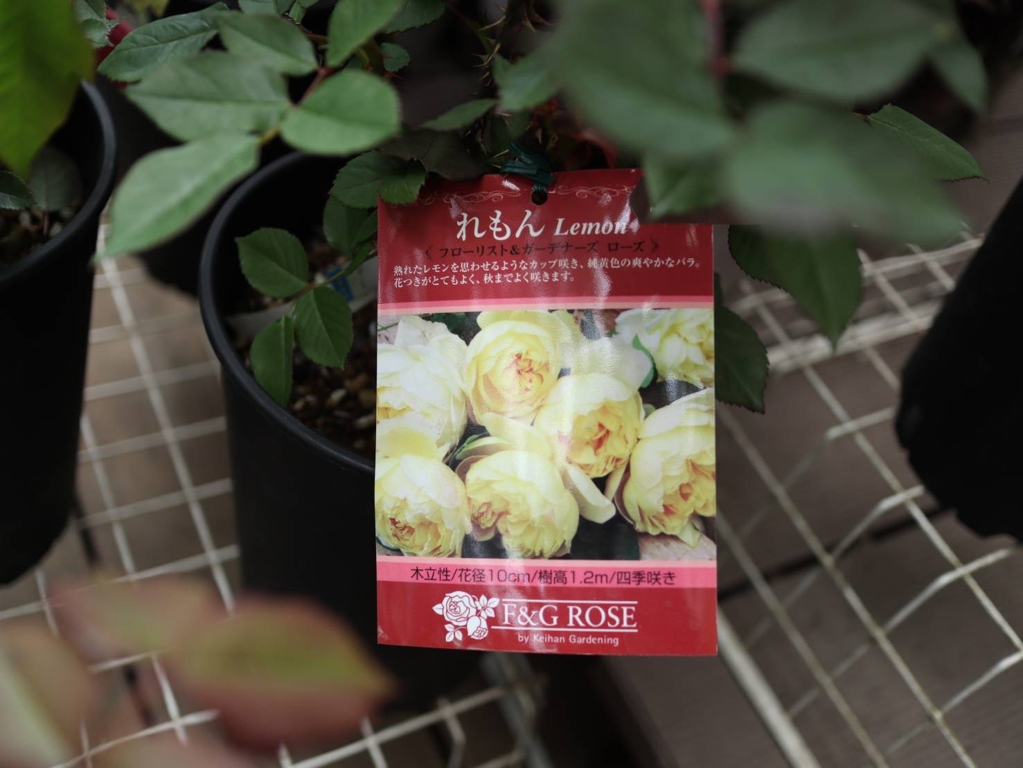 アナーセンの母の日&#127801;薔薇&#127801;2022_b0137969_23290319.jpg