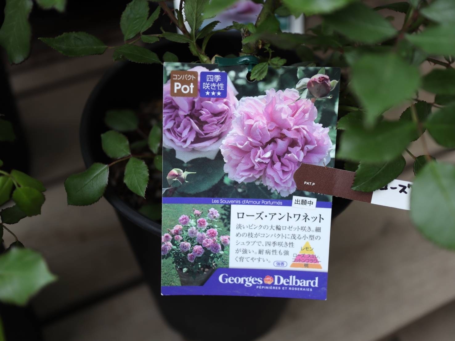 アナーセンの母の日&#127801;薔薇&#127801;2022_b0137969_23291071.jpg