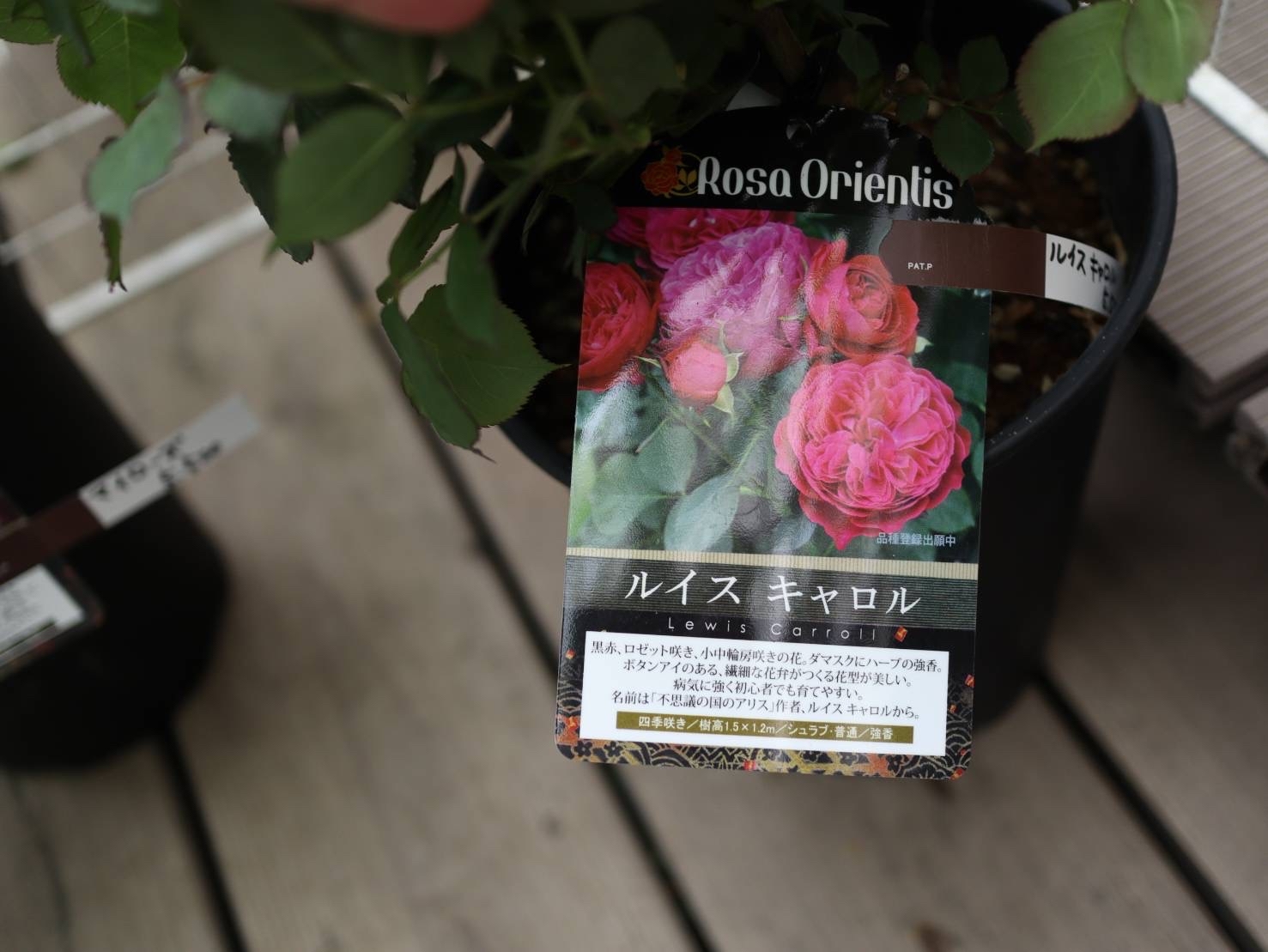 アナーセンの母の日&#127801;薔薇&#127801;2022_b0137969_23291530.jpg