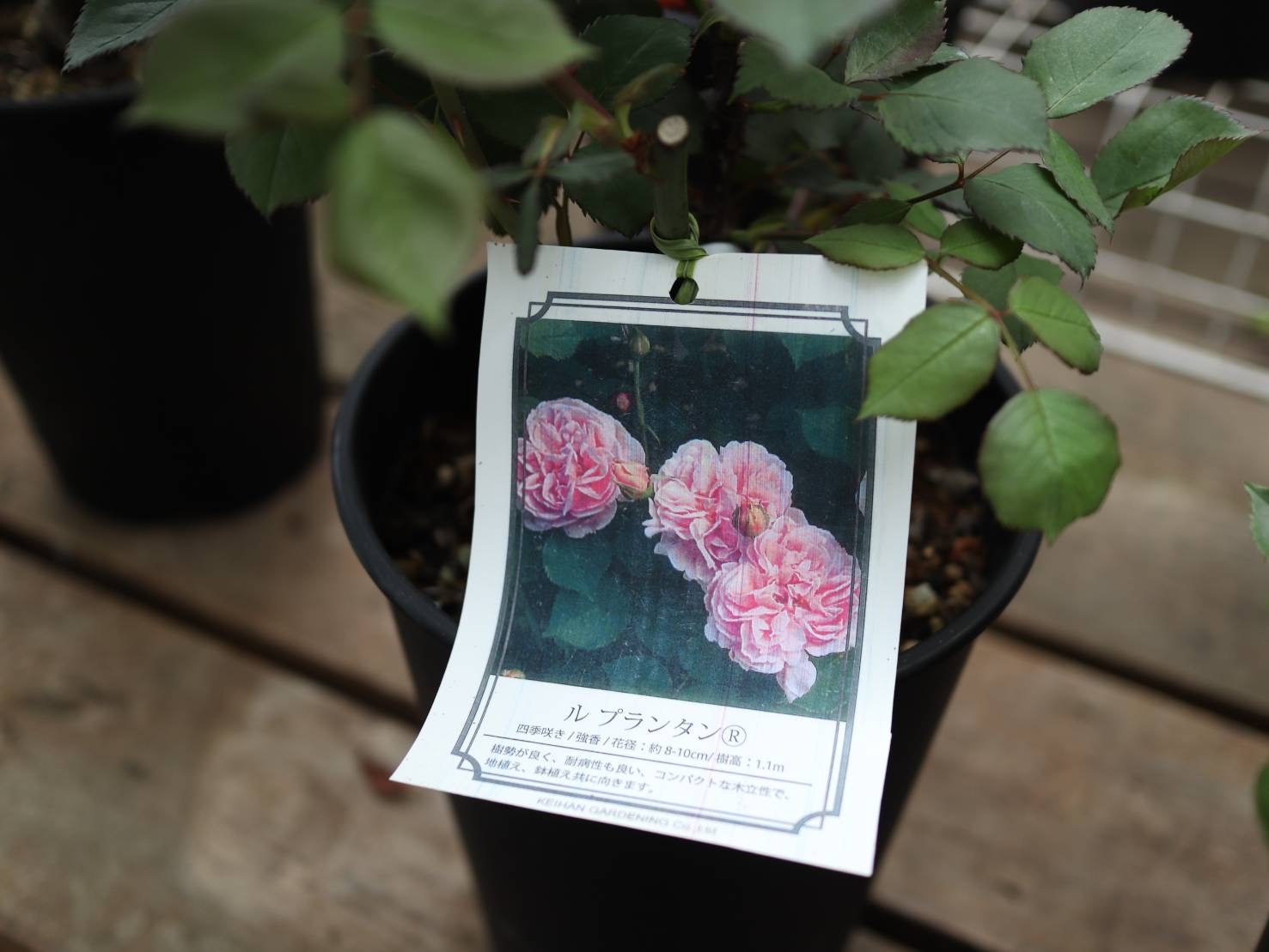 アナーセンの母の日&#127801;薔薇&#127801;2022_b0137969_23303349.jpg