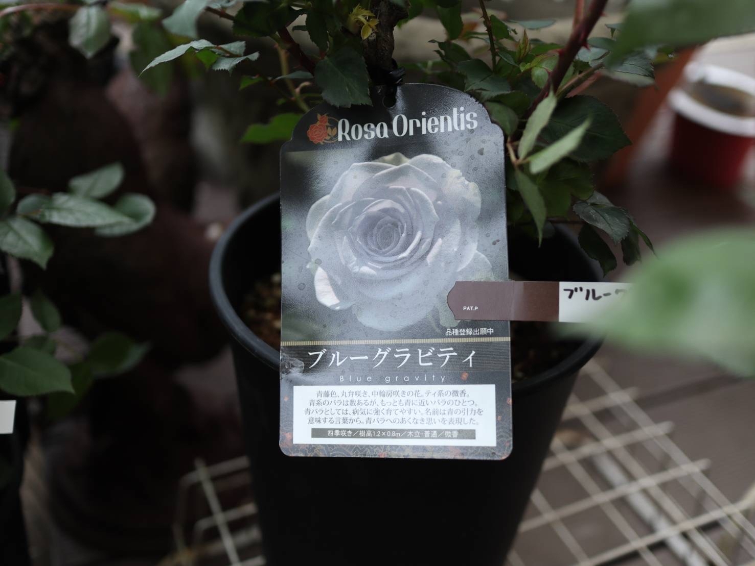 アナーセンの母の日&#127801;薔薇&#127801;2022_b0137969_23304416.jpg