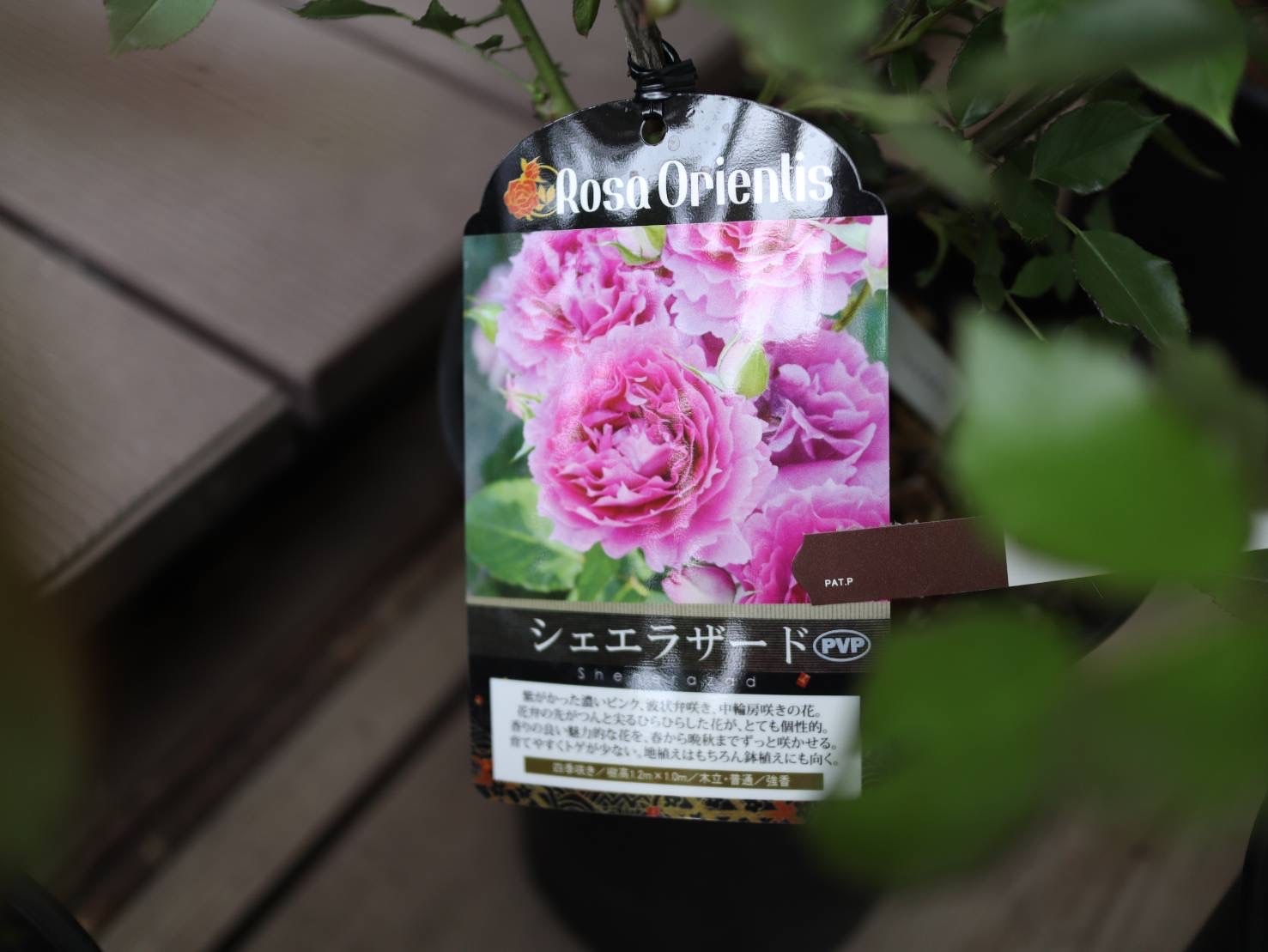アナーセンの母の日&#127801;薔薇&#127801;2022_b0137969_23314358.jpg