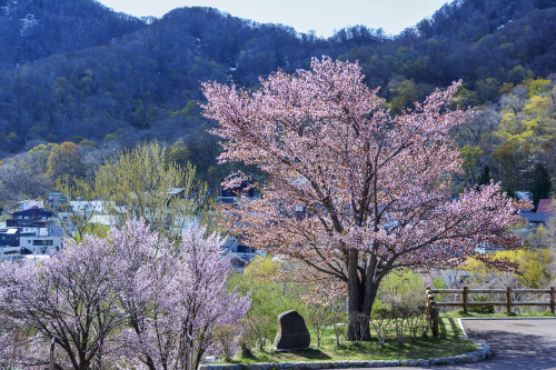 桜も新緑も_f0143469_16352978.jpg