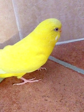 Pたんの頭ツクツク_d0006400_00330136.jpg