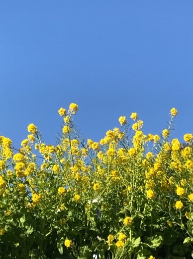 名取里美 こんにちは、俳句