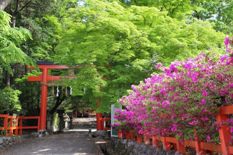 太田神社　カキツバタが盛り_e0048413_20114907.jpg