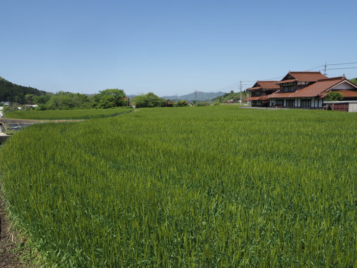 北広島町の新緑の山々と麦畑_c0116915_00255250.jpg