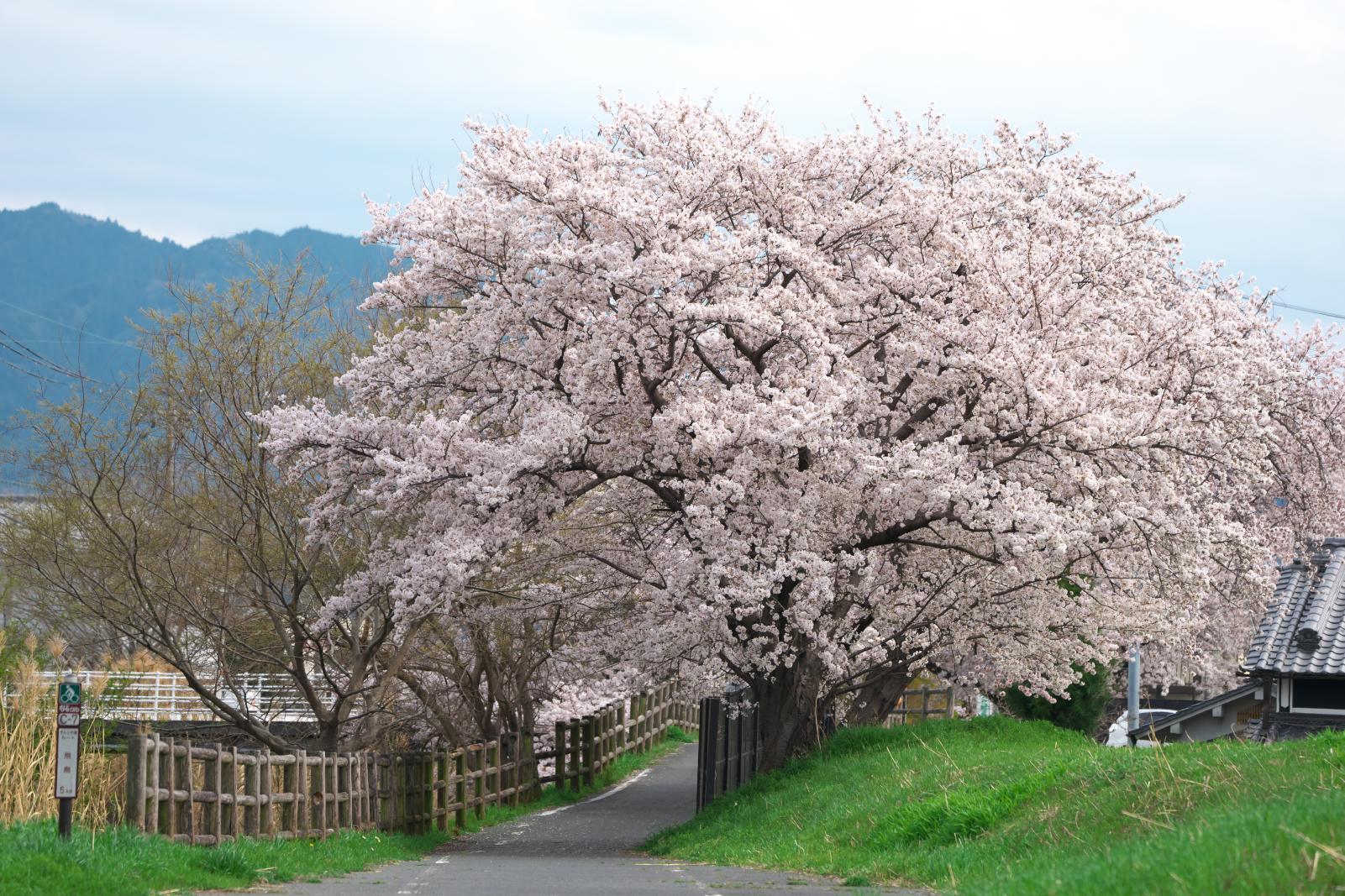 飛鳥川の桜_b0408917_17475773.jpg