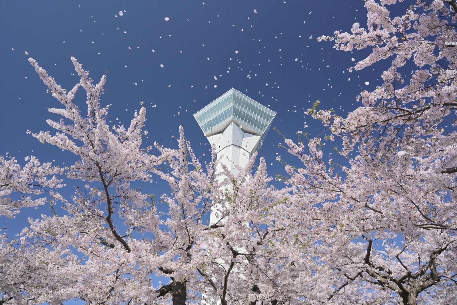 桜 五稜郭公園 22 4 30 やぁやぁ