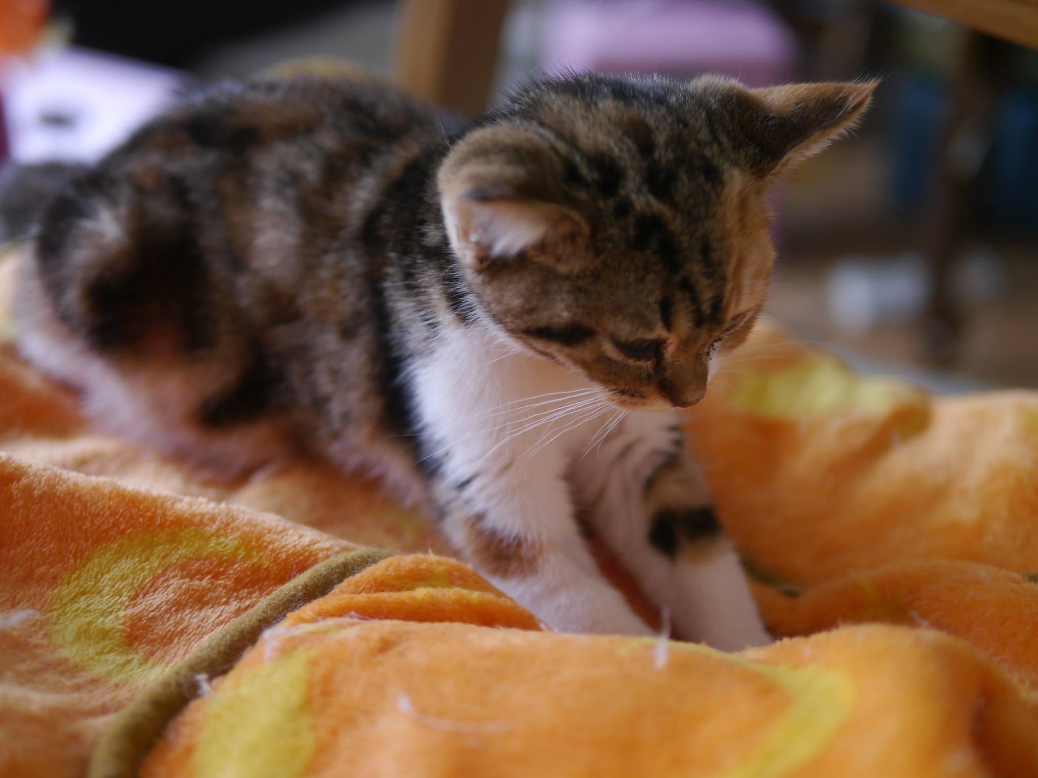 つみれちゃん、お誕生日おめでとう！_b0340621_21530689.jpeg