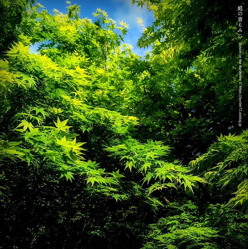 若葉の候 庭の青もみじ Illusion On The Borderline Ii へなちょこ魔術師