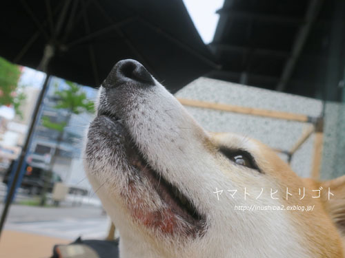 月見草オイル_e0394031_07522563.jpg
