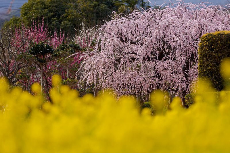 梅咲く三重　花盛りの田口梅林園_f0155048_21255007.jpg