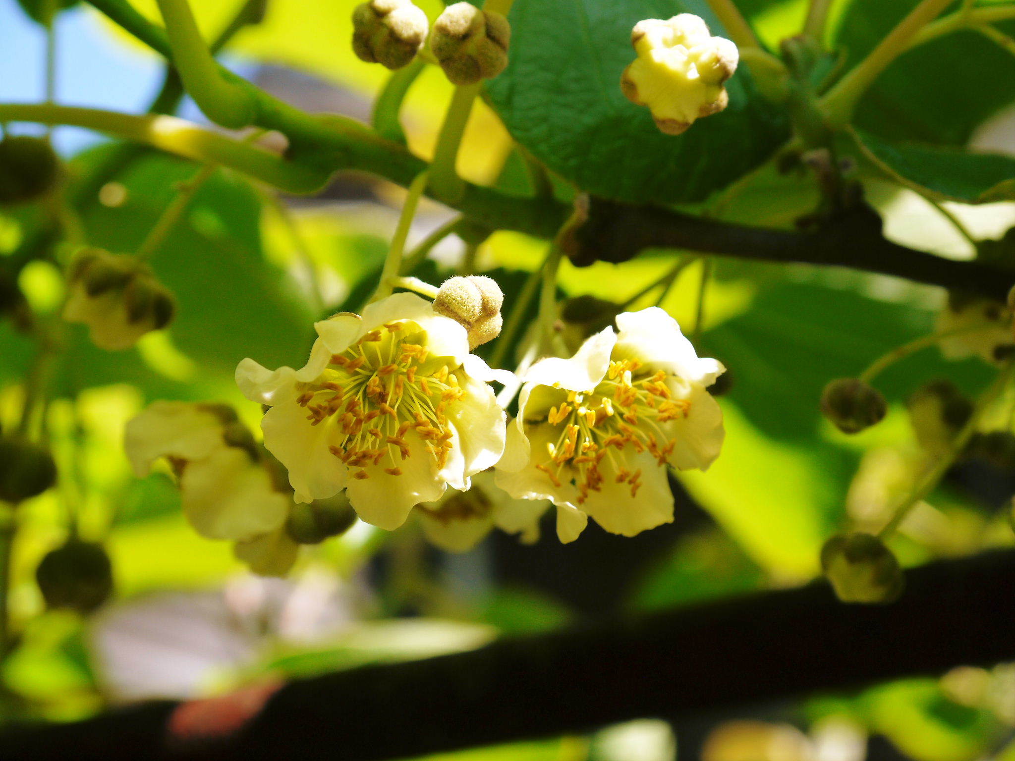 水源キウイ 2022開花しました!今年は雄花と雌花がほぼ同時に!今年も完全無農薬・無化学肥料栽培です!_a0254656_17392436.jpg