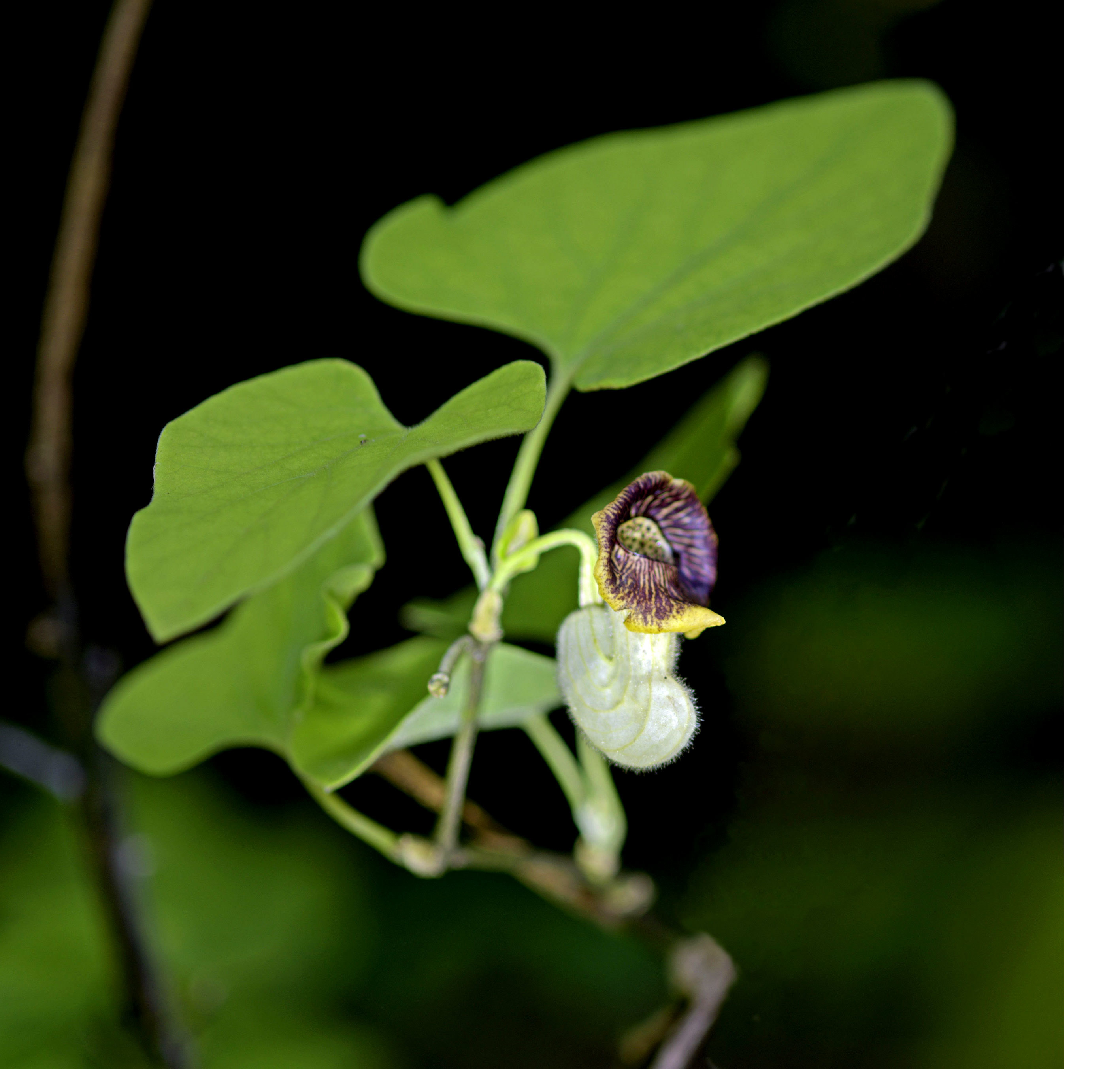 ウマノスズクサ More Photokiti写真日誌 ウマノスズクサ More Photokiti写真日誌