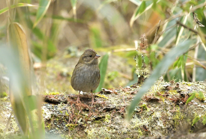 【林道の鳥たち】_a0329277_06320199.jpg