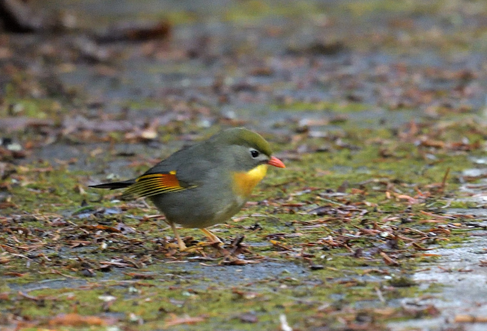 【林道の鳥たち】_a0329277_06322486.jpg