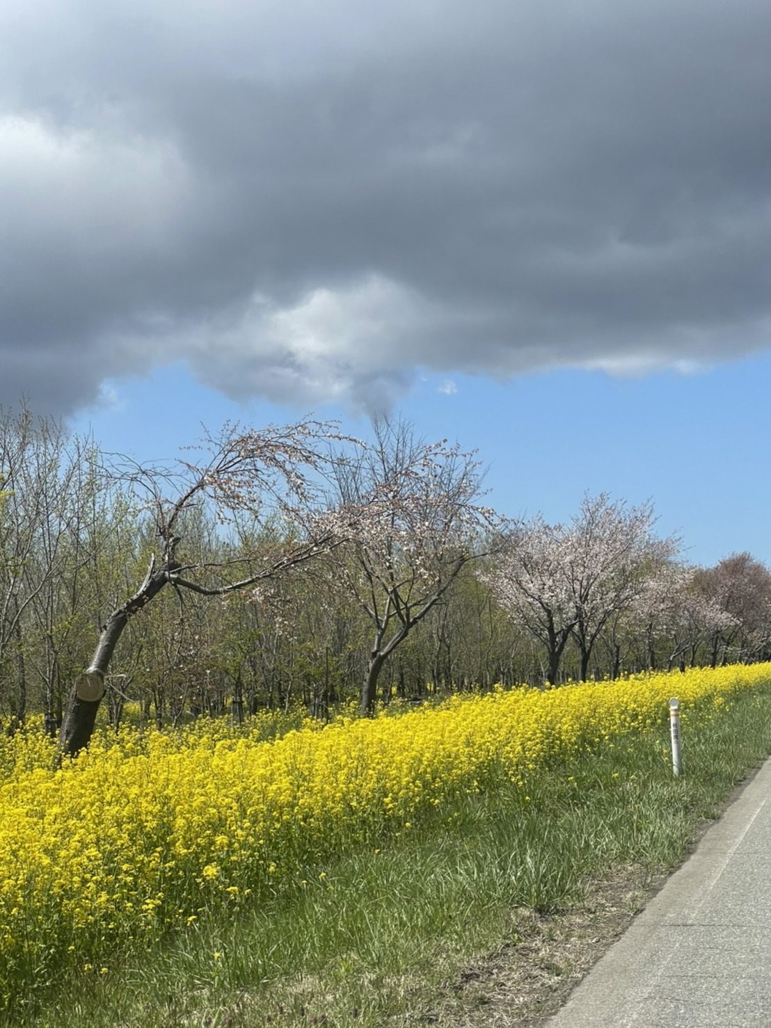 桜と菜花_f0150893_11025201.jpeg