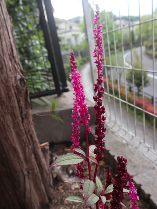 バラ開花しましたぁぁぁぁ~！！_b0331802_22510082.jpg