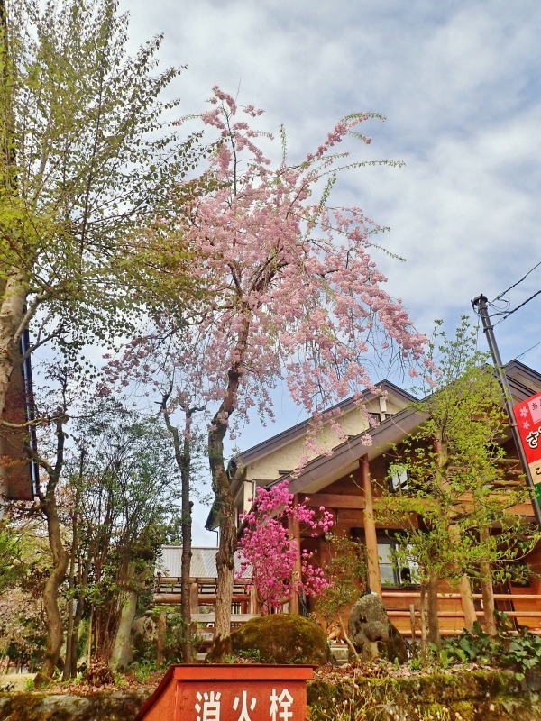 28日朝 桜事情もあって兼業農家の定点撮影をしました_c0336902_20542806.jpg
