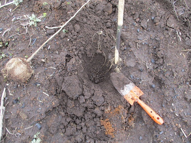 途中から雨になったが、柔らかな黒土でスムースに植樹が進んだ3年ぶりの「ブナ林創造事業」_f0141310_08035381.jpg