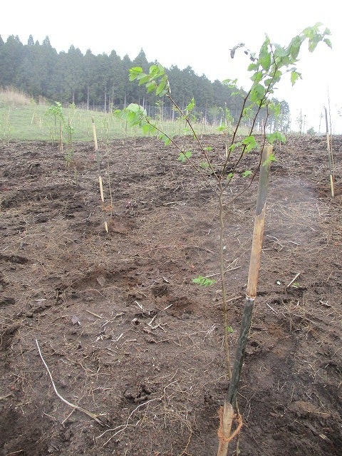 途中から雨になったが、柔らかな黒土でスムースに植樹が進んだ3年ぶりの「ブナ林創造事業」_f0141310_08042428.jpg