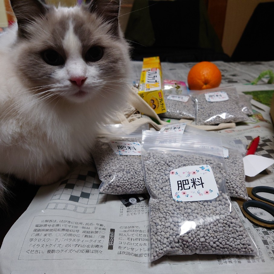 昨日のクレマチスの名前と咲き出したバラを順に紹介_c0404712_00392576.jpg