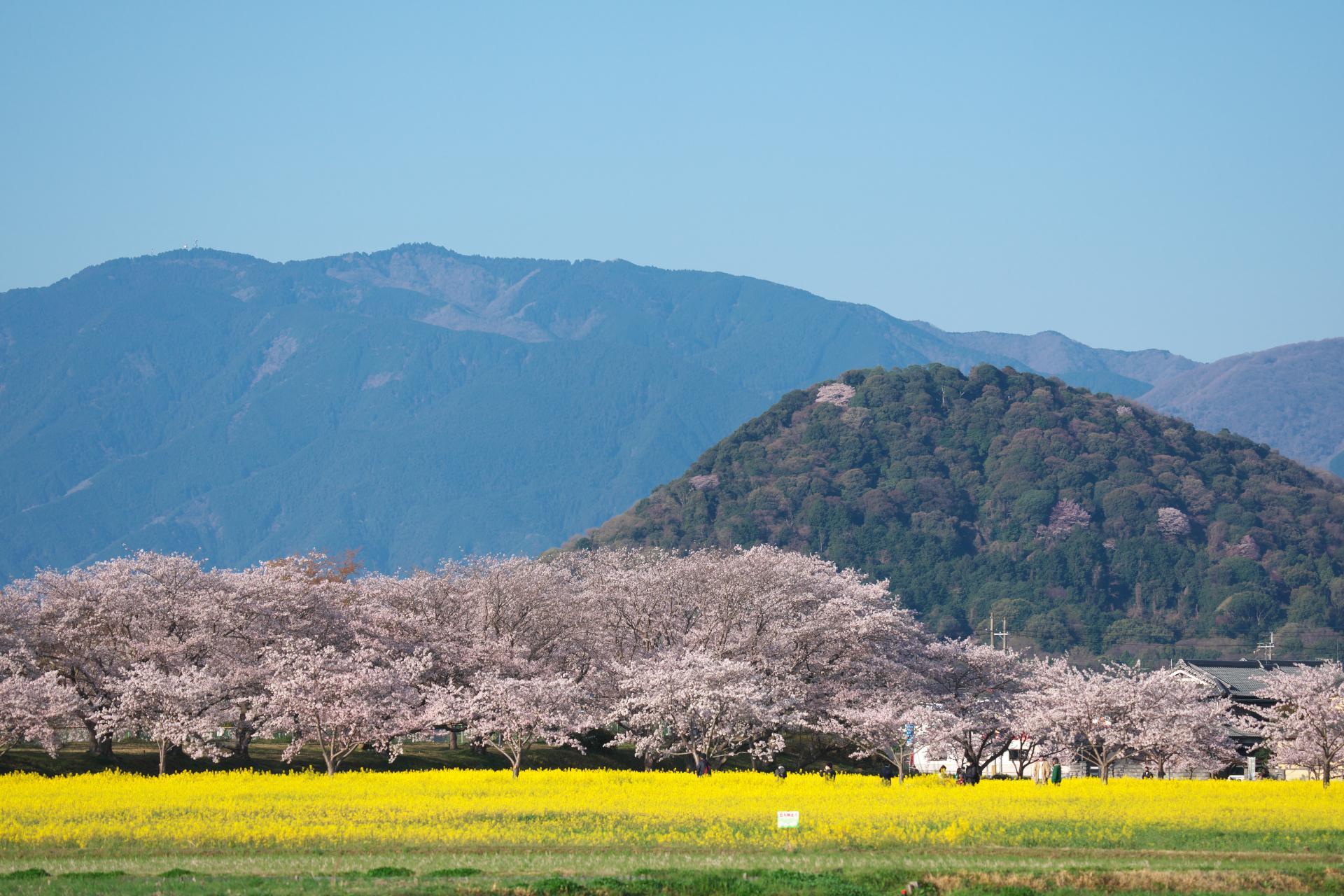 定点観察の桜_b0408917_06342904.jpg