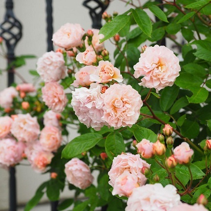 新牡丹と薔薇 | ババチャンの偏見と独断の世界