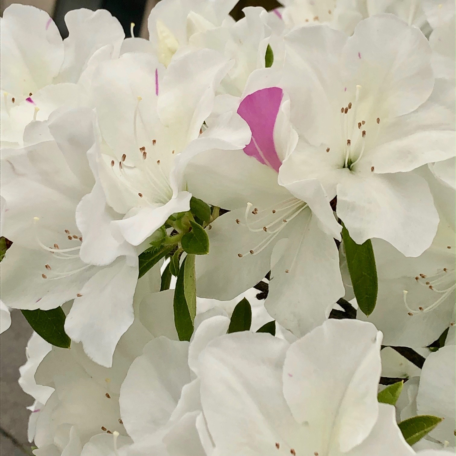今年の桜を逃した代わりに。_e0073548_01253871.jpg