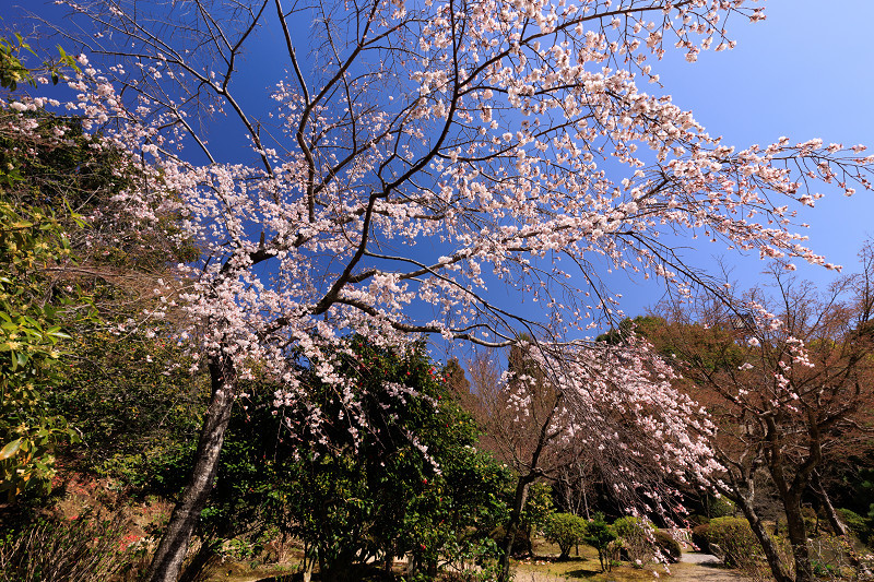 2022桜咲く京都　待賢門院桜（法金剛院）_f0155048_22125178.jpg