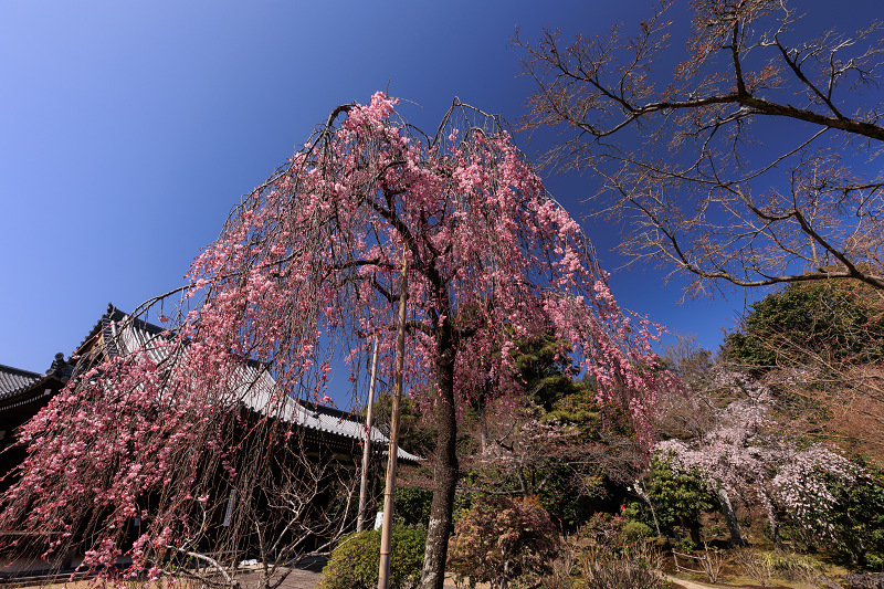 2022桜咲く京都　待賢門院桜（法金剛院）_f0155048_22142138.jpg