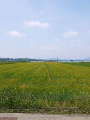 れんげ米好評発売中!熊本県菊池市七城町砂田でれんげを有機肥料とし育てたお米!れんげの花咲く様子:2022_a0254656_17434063.jpg