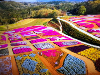 世羅は花ざかり_f0363168_20590114.png