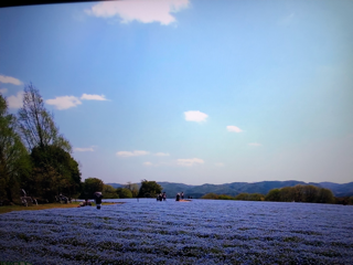 世羅は花ざかり_f0363168_21000437.png