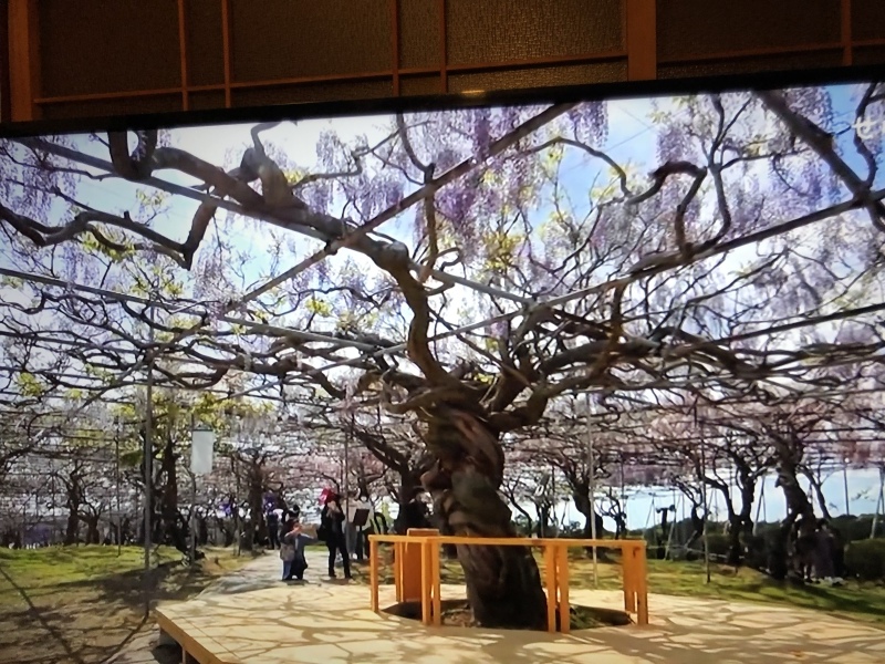 世羅は花ざかり_f0363168_21011146.jpeg