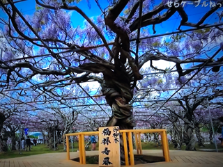 世羅は花ざかり_f0363168_21012208.png
