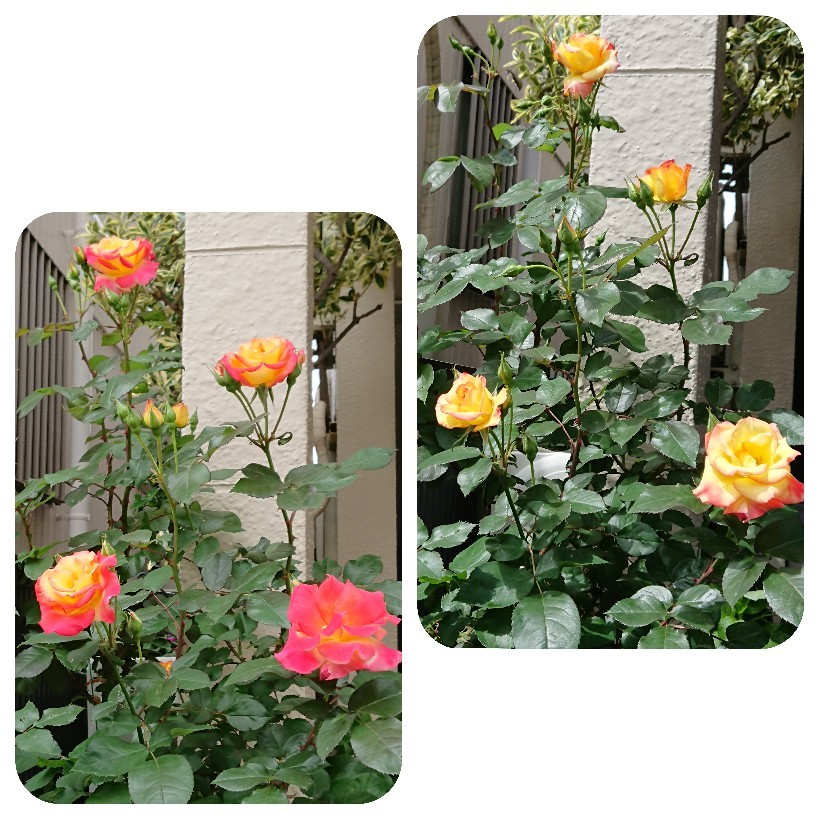 花と一緒に_e0376371_12021684.jpg