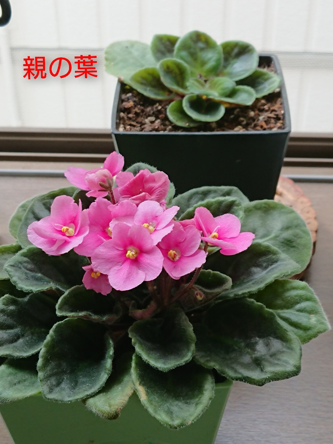 花と一緒に_e0376371_12235178.jpg
