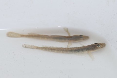 ★水生生物調査のご報告(2022.4.18)_e0046474_22043454.jpg