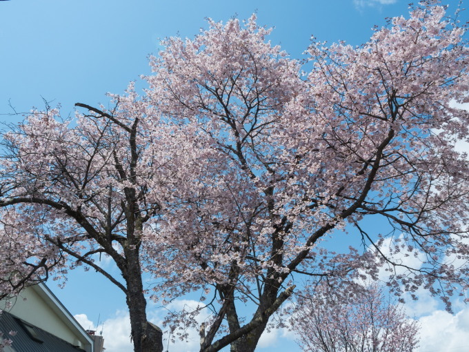 村内の桜がこんなに早く咲くのは・・初めてかな?_f0276498_21133679.jpg