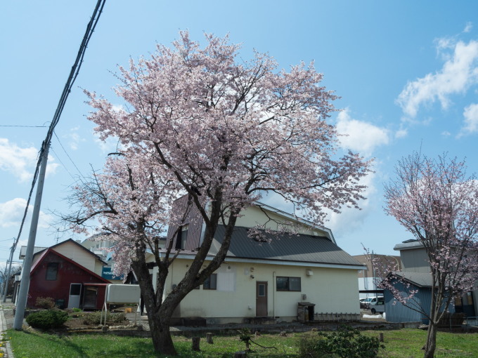 村内の桜がこんなに早く咲くのは・・初めてかな?_f0276498_21141469.jpg