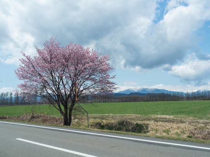 村内の桜がこんなに早く咲くのは・・初めてかな?_f0276498_21143841.jpg