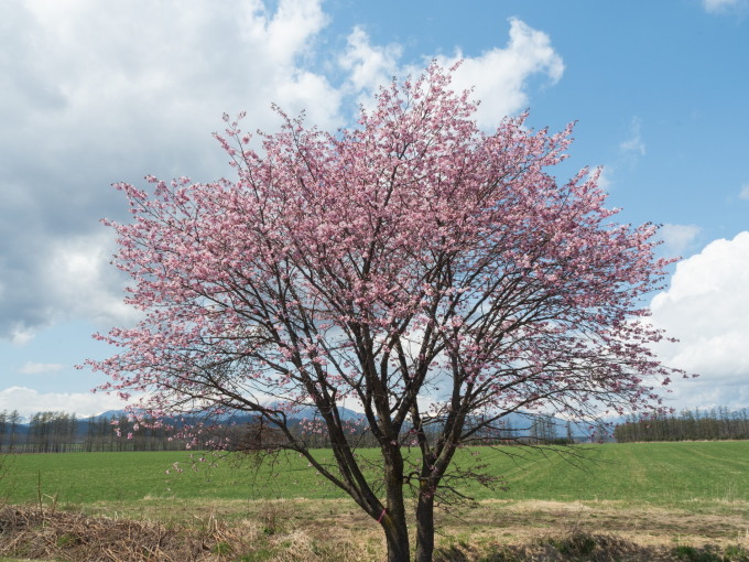 村内の桜がこんなに早く咲くのは・・初めてかな?_f0276498_21145499.jpg