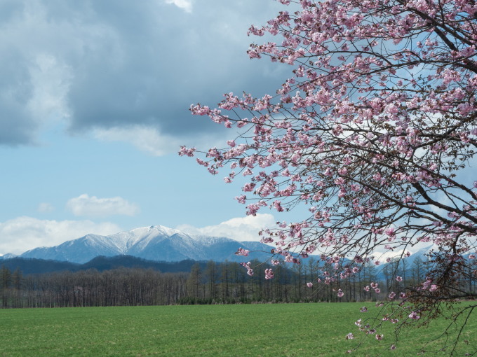 村内の桜がこんなに早く咲くのは・・初めてかな?_f0276498_21151189.jpg