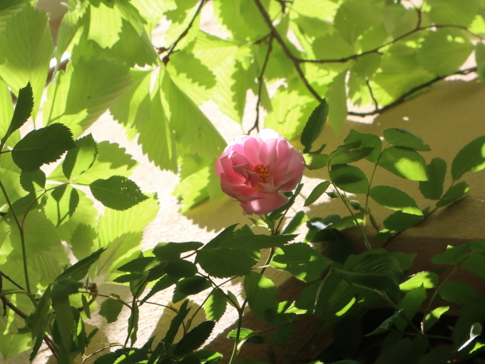 今日は２番花♪_b0331802_22582449.jpg