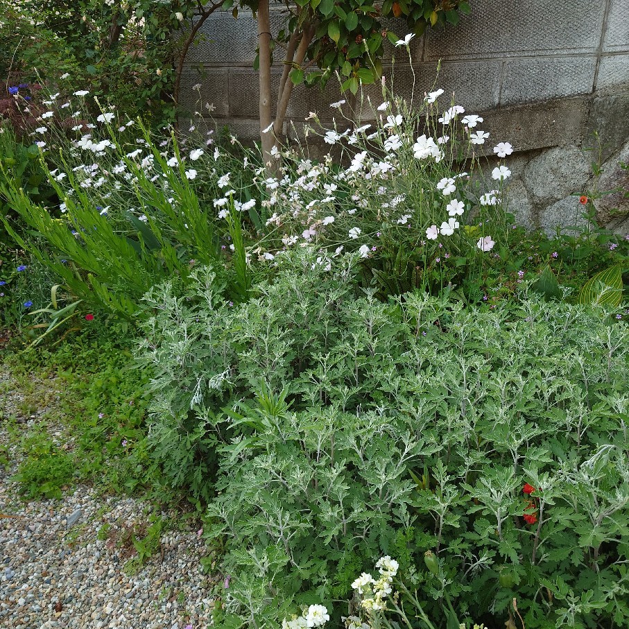 とっちらかる庭と とっちらかるアタシ_c0404712_23240664.jpg